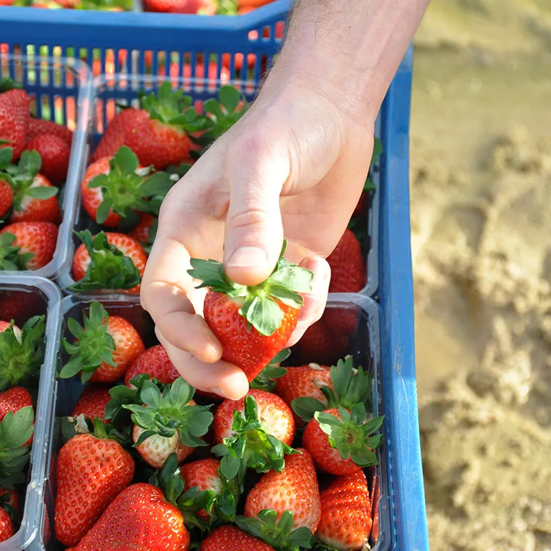 strawberry